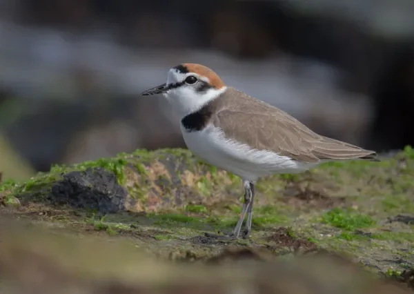 10 Day Birding Journey From Agadir
