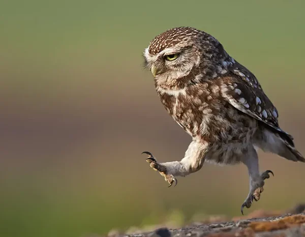 10 Day Birding Journey From Agadir