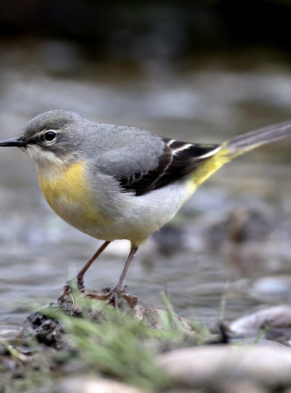 10 Day Birding Journey From Agadir