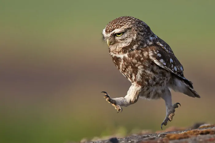 10 Day Birding Journey From Agadir