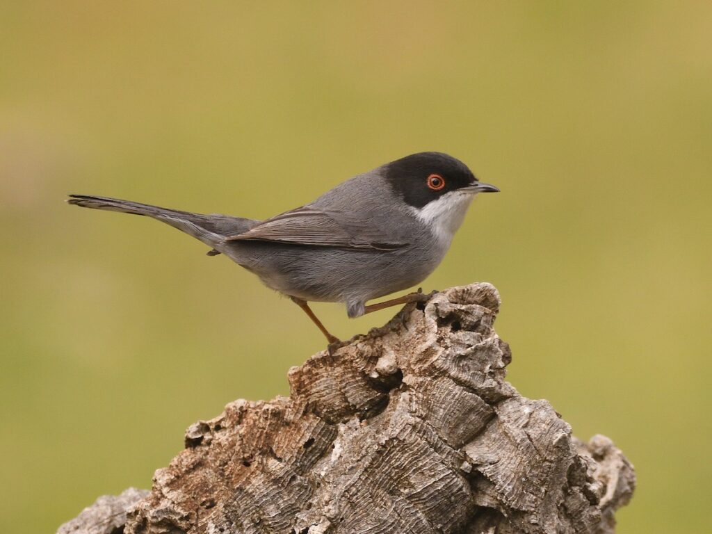 10 Days Birding Tour Atlas Mountains