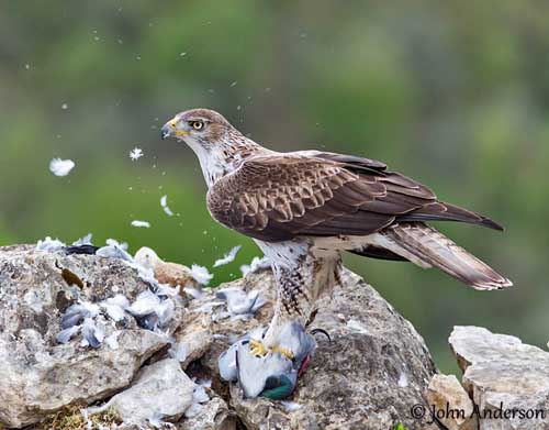 10 Days Birding Tour Atlas Mountains