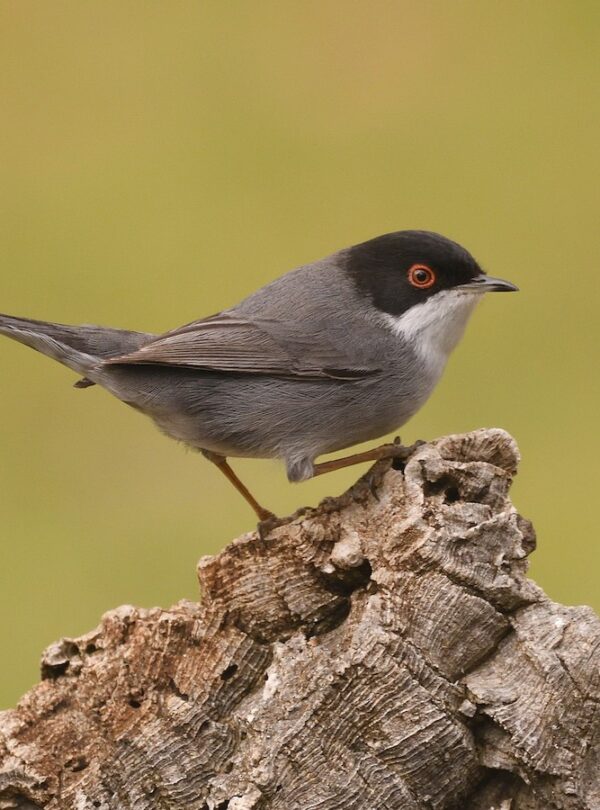 10 Days Birding Tour Atlas Mountains