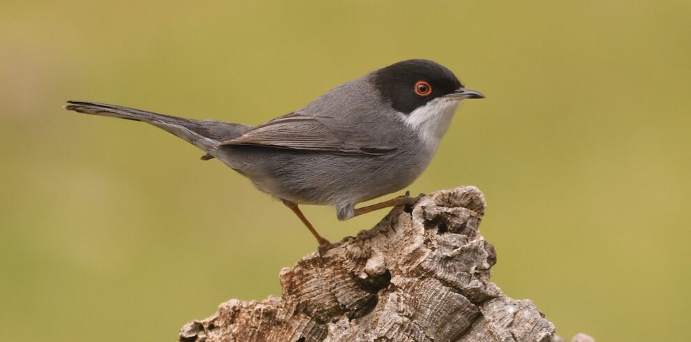 10 Days Birding Tour Atlas Mountains
