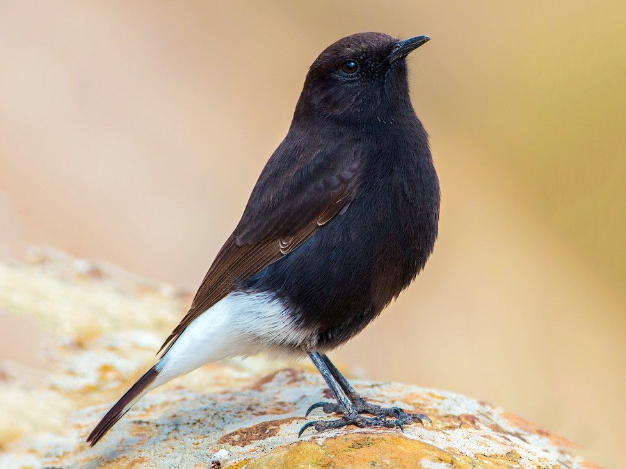 10 Days Birding Tour Atlas Mountains