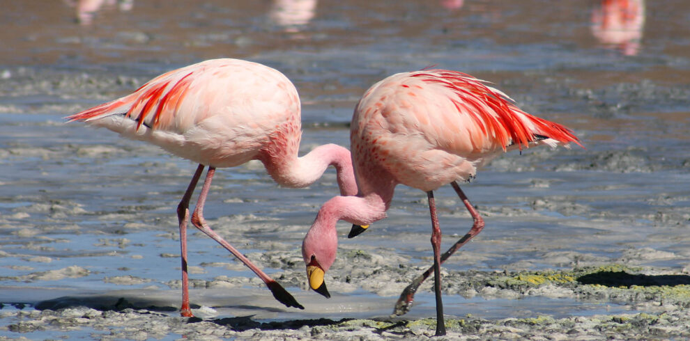 10 Days Birding Tour Atlas Mountains