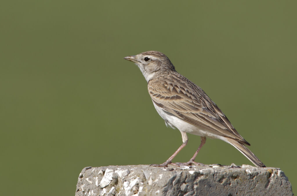 10 Days Birding Tour Atlas Mountains
