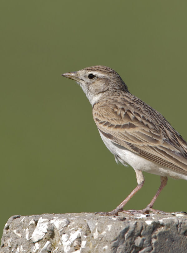 10 Days Birding Tour Atlas Mountains