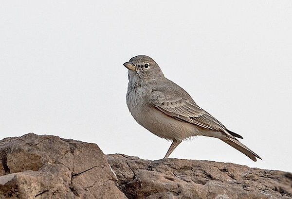 10 Days Birding Tour Atlas Mountains