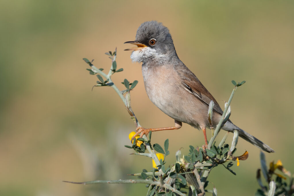 11 Day Morocco Birding Tour