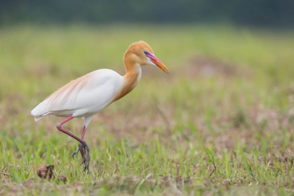11 Day Morocco Birding Tour