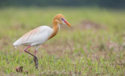 11 Day Morocco Birding Tour