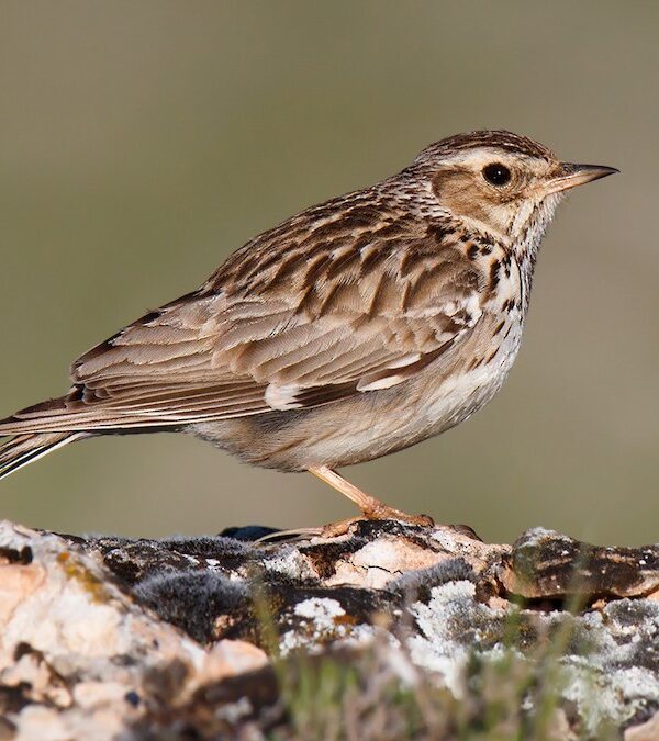 11 Day Morocco Birding Tour