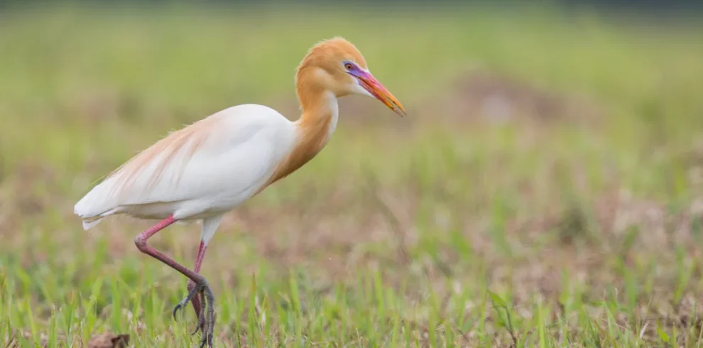 11 Day Morocco Birding Tour