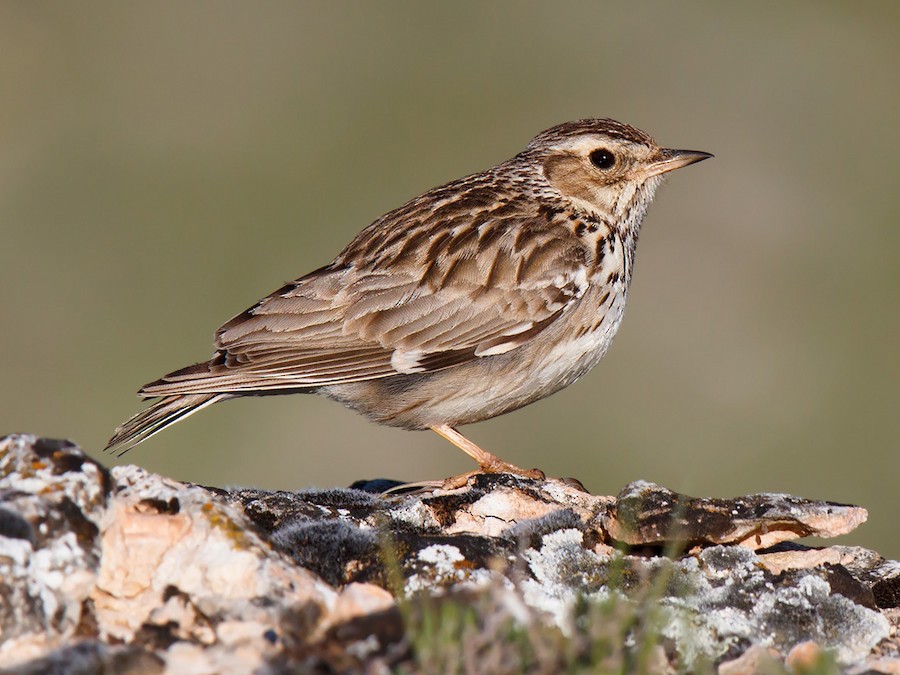 11 Day Morocco Birding Tour