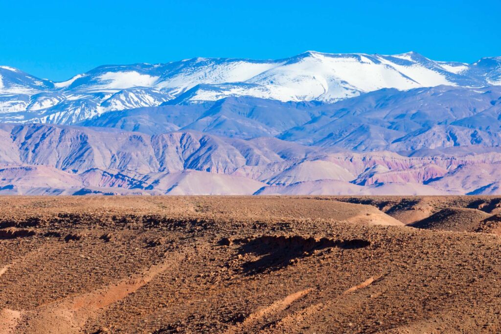 11 Day Morocco Birding Tour