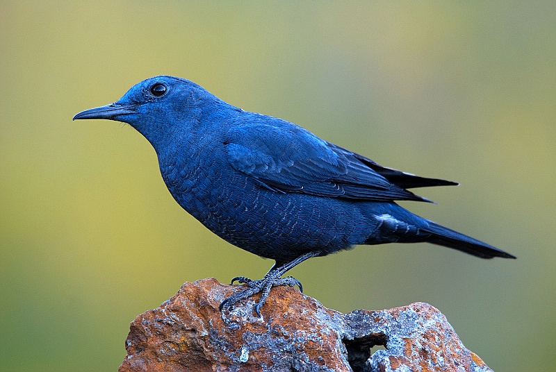 11 Day Morocco Birding Tour