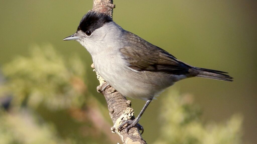 11 Day Morocco Birding Tour