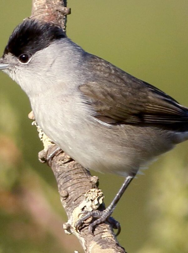 11 Day Morocco Birding Tour