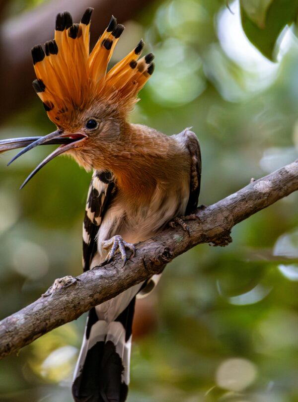 12 Days birdwatching Tour from Agadir