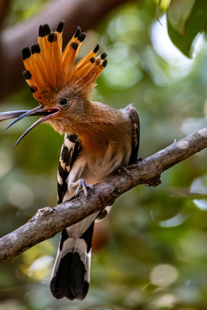 12 Days birdwatching Tour from Agadir