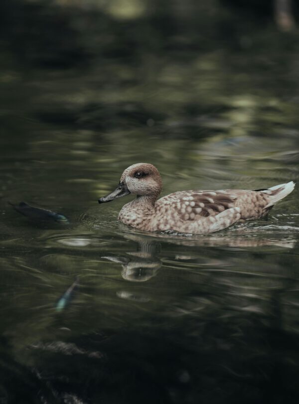 12 Days birdwatching Tour from Agadir