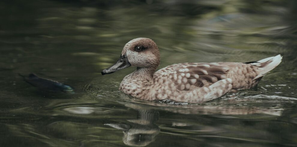 12 Days birdwatching Tour from Agadir