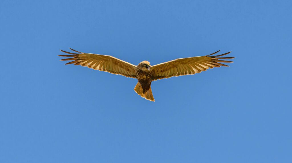 12 Days birdwatching Tour from Agadir