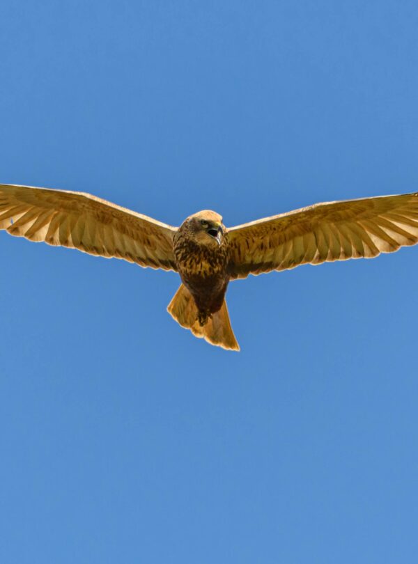 12 Days birdwatching Tour from Agadir