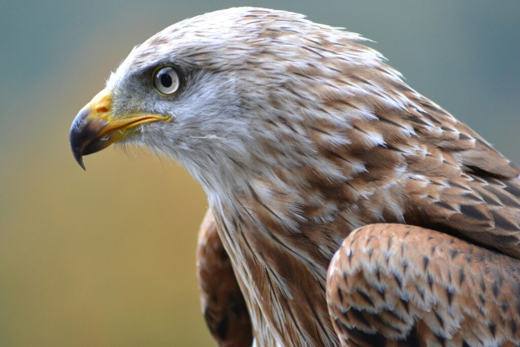 12 Days birdwatching Tour from Agadir