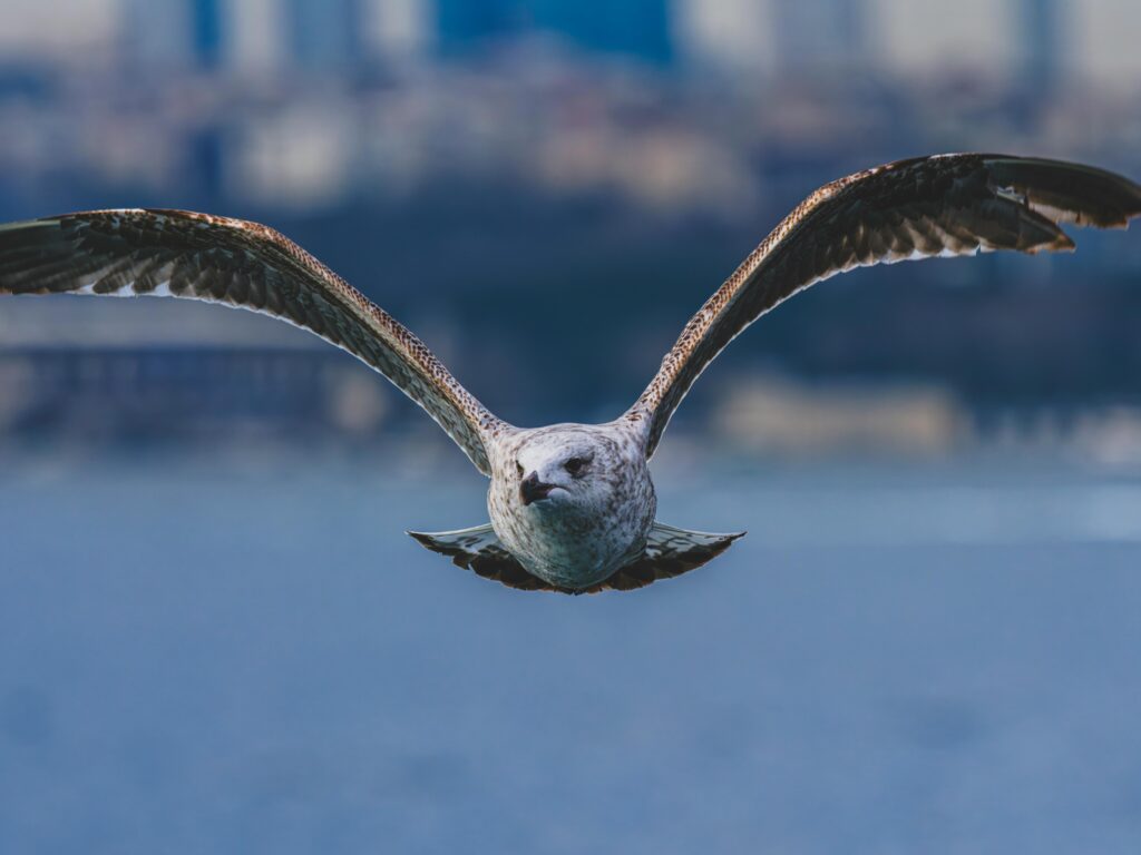 12 Days birdwatching Tour from Agadir