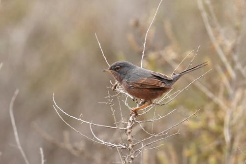2 days Merzouga birding tour