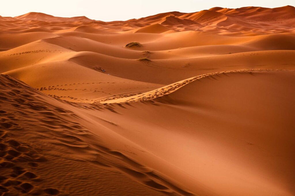 2 days Merzouga birding tour
