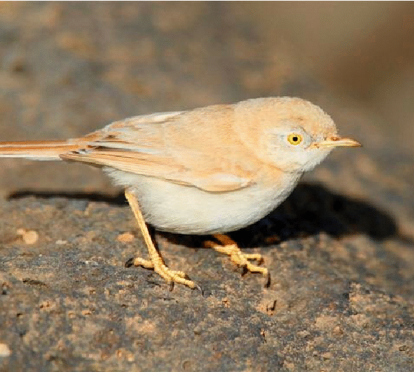 2 days Merzouga birding tour
