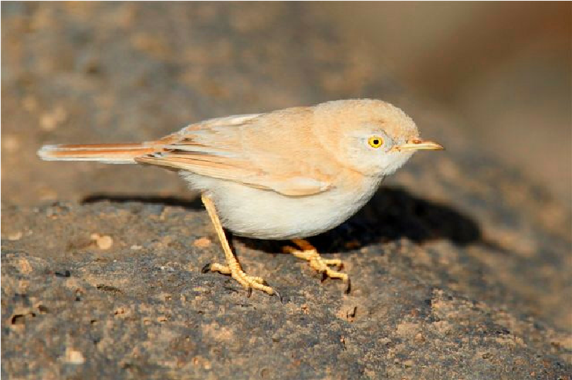 2 days Merzouga birding tour