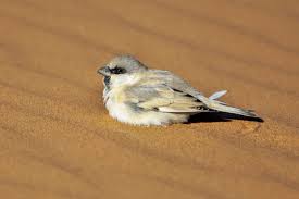 3 Days Merzouga Birdwatching Tour