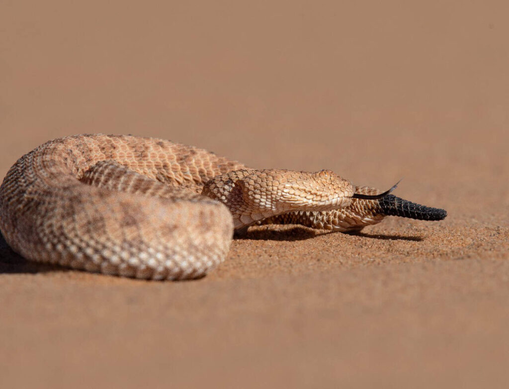 3 Days Merzouga Birdwatching Tour