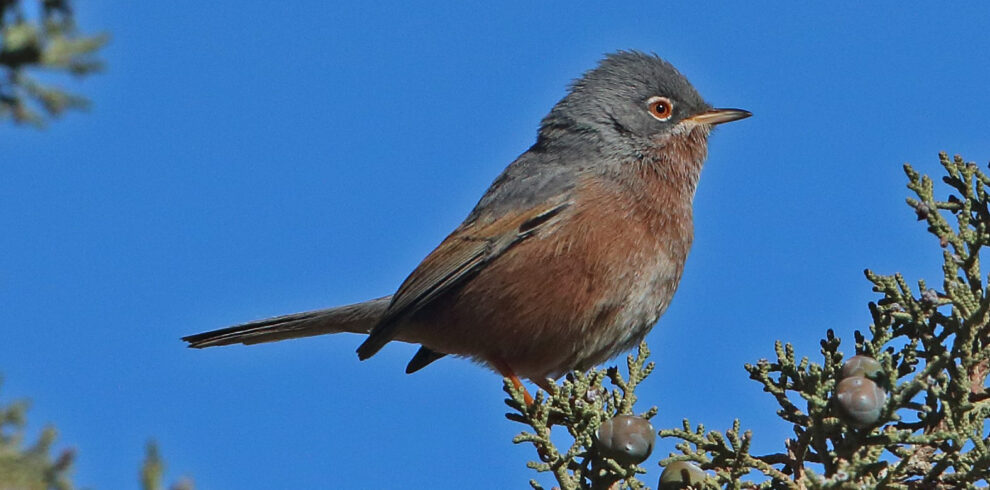 3 Days Merzouga Birdwatching Tour