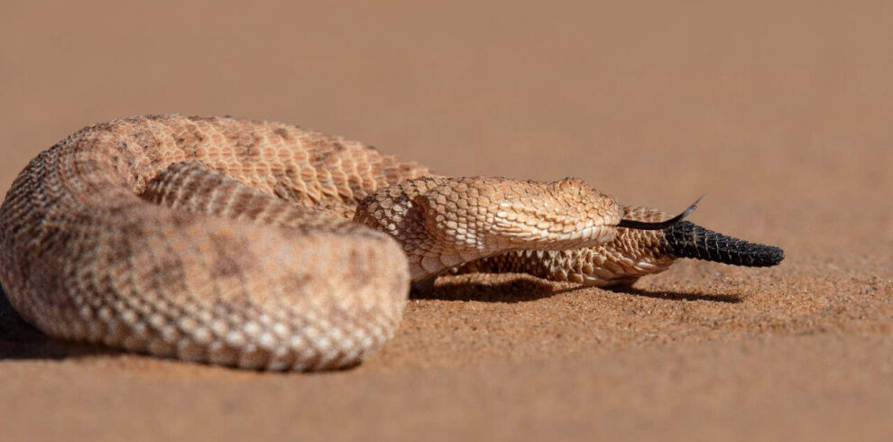 3 Days Merzouga Birdwatching Tour