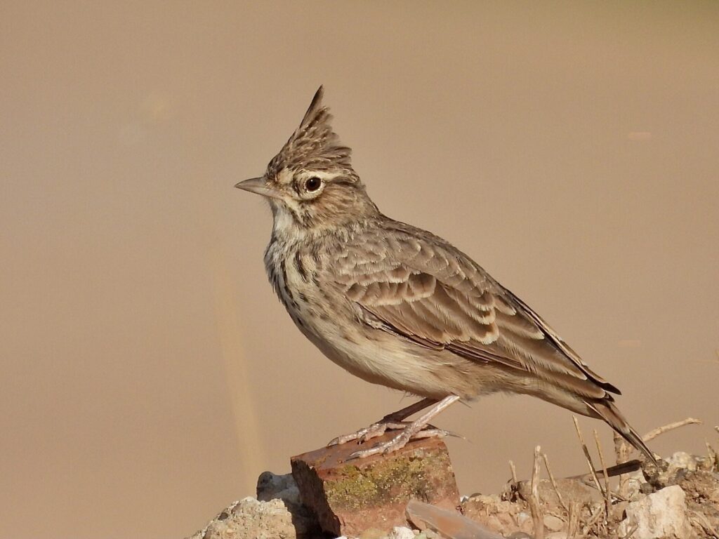 4 Days Birding Tour Atlas Mountains