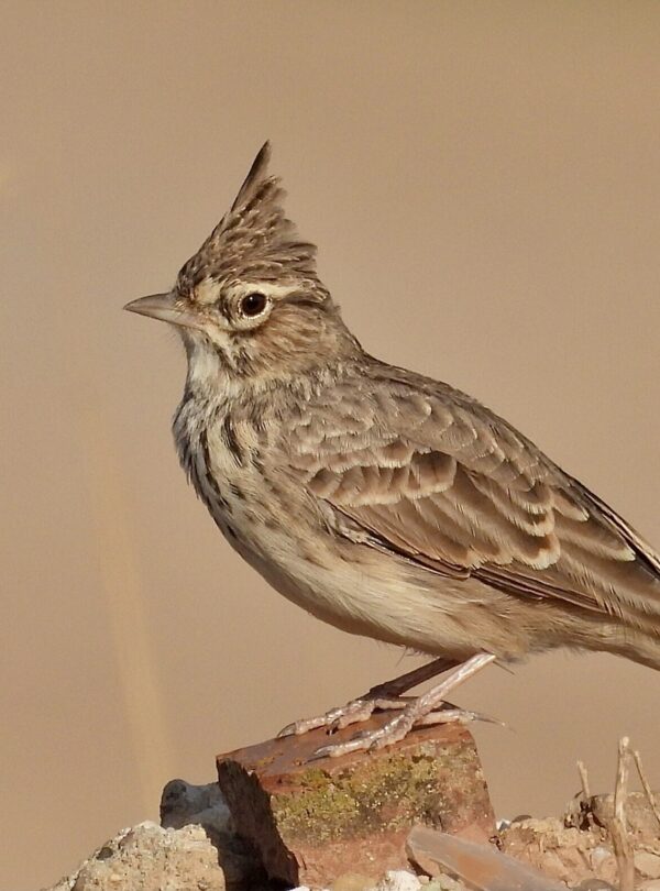 4 Days Birding Tour Atlas Mountains