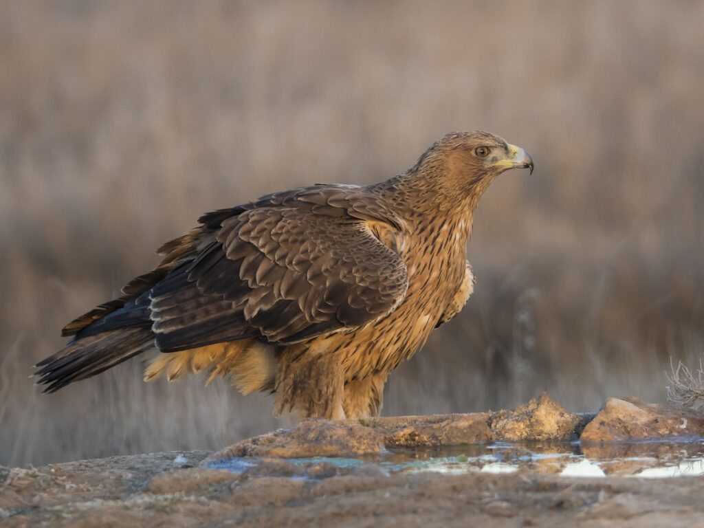 4 Days Birding Tour To Marrakech