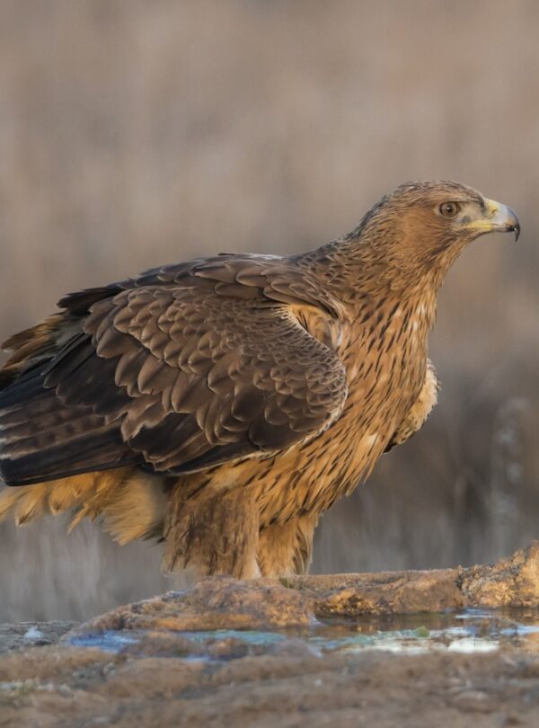 4 Days Birding Tour To Marrakech