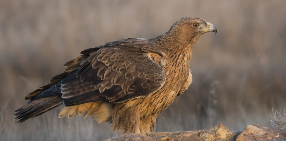 4 Days Birding Tour To Marrakech