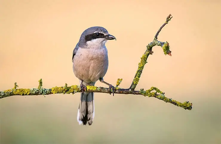 4 Days Birding Tour To Marrakech