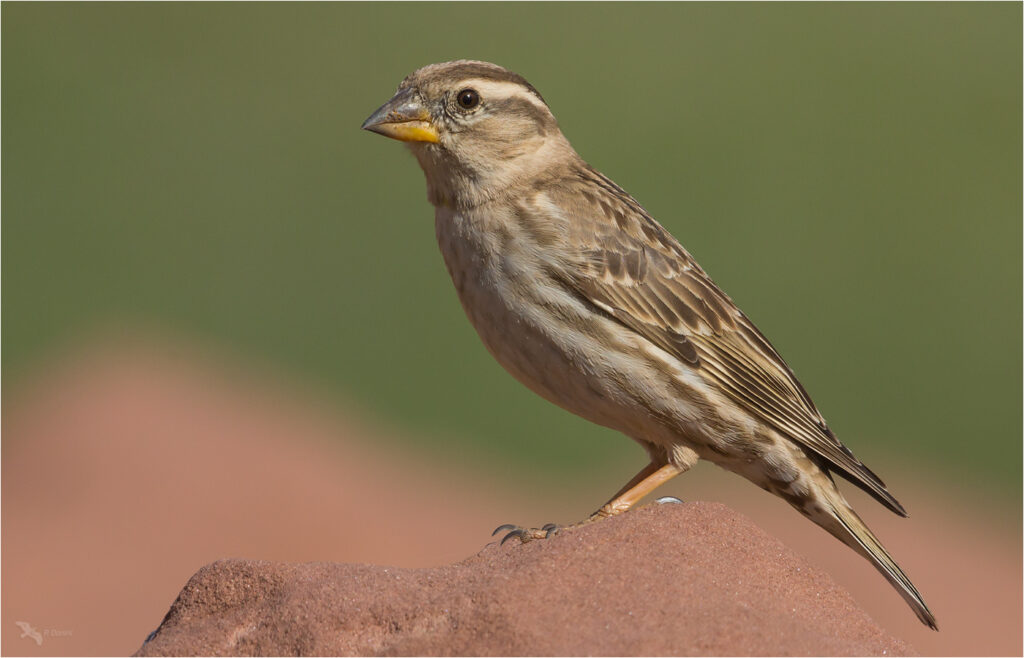 4 Days Birding Tour Atlas Mountains