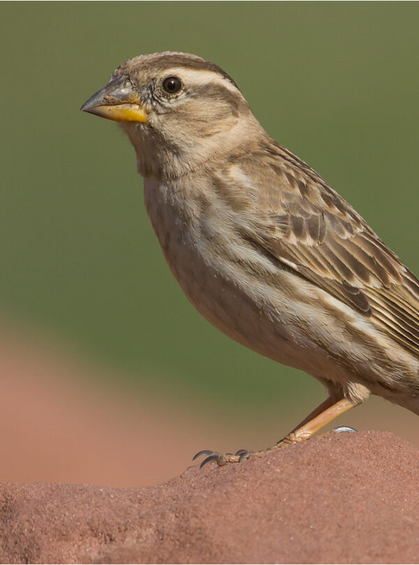 4 Days Birding Tour Atlas Mountains