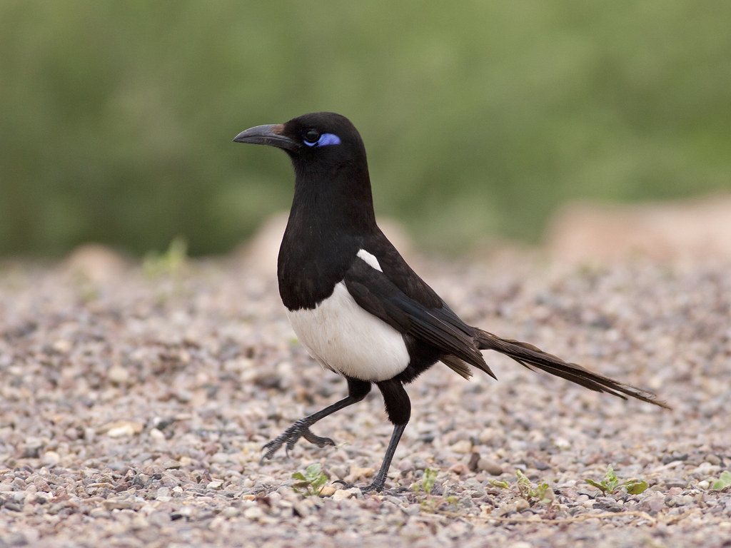 4 Days Birding Tour To Marrakech