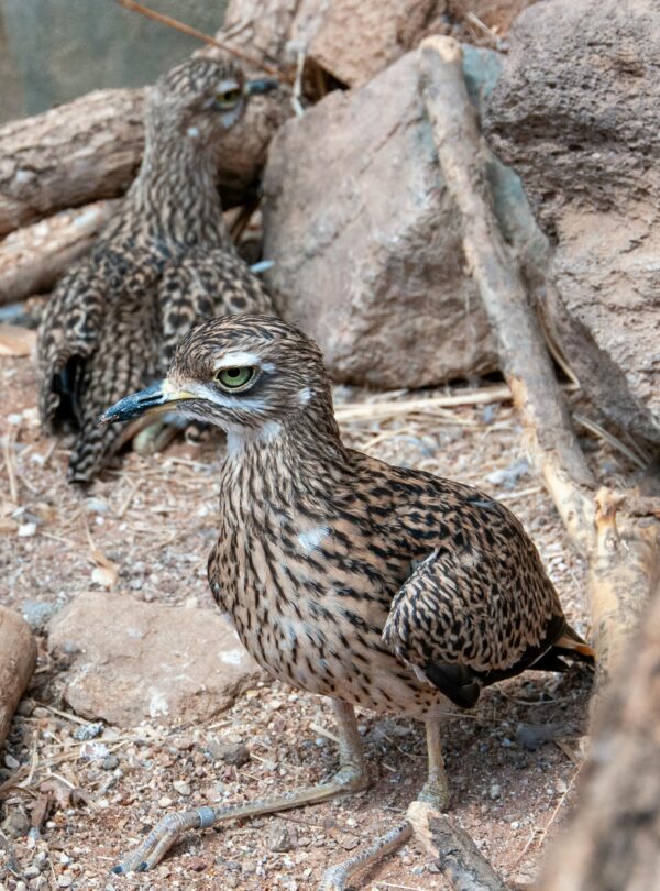 5 Days Birding Tour To Agadir