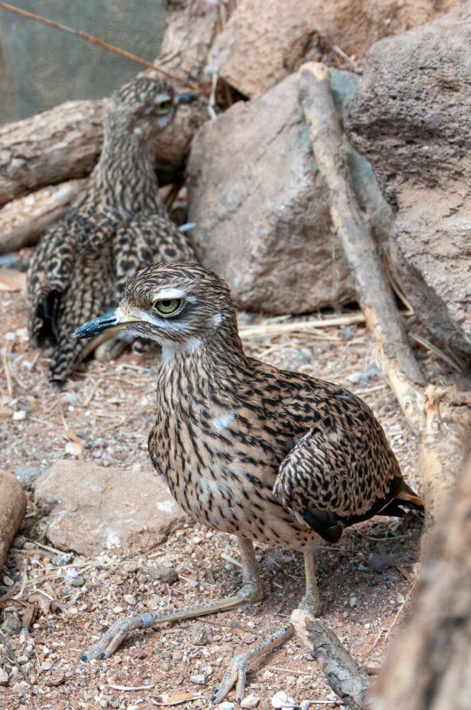 5 Days Birding Tour To Agadir
